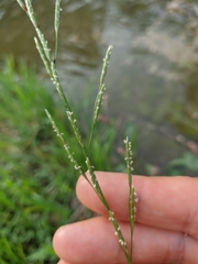 Glyceria notata