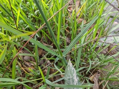 Glyceria notata