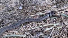 Macroprotodon brevis