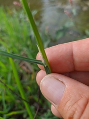 Glyceria notata