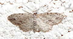Pimaphera sparsaria