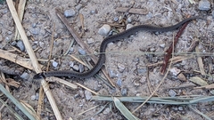 Macroprotodon brevis