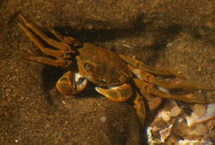 Grapsus fourmanoiri