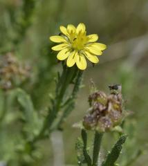 Osteospermum muricatum muricatum