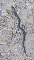 Macroprotodon brevis