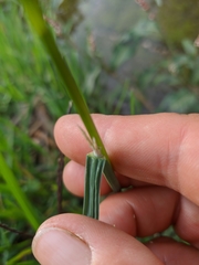 Glyceria notata