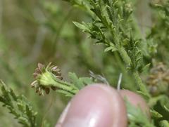 Osteospermum muricatum muricatum