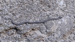 Macroprotodon brevis