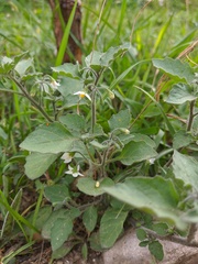 Solanum villosum