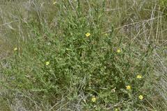 Osteospermum muricatum muricatum