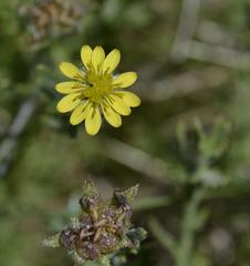 Osteospermum muricatum muricatum