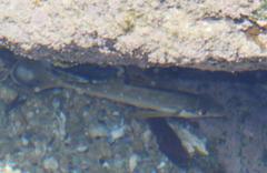 Chirodactylus brachydactylus