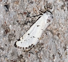 Grotella binda