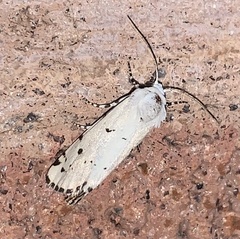 Grotella binda