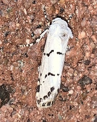 Grotella binda