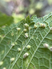 Celticecis acuminata