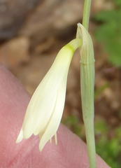 Hesperantha acuta acuta