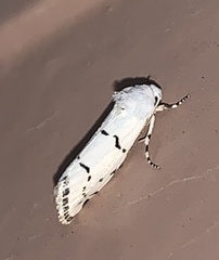 Grotella binda