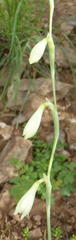 Hesperantha acuta acuta