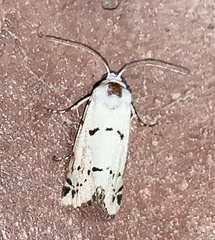 Grotella binda