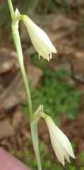 Hesperantha acuta acuta