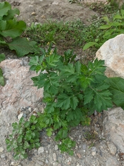 Artemisia vulgaris