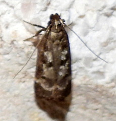 Dichomeris inversella
