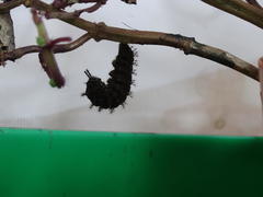 Precis archesia archesia