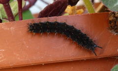 Precis archesia archesia