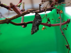 Precis archesia archesia