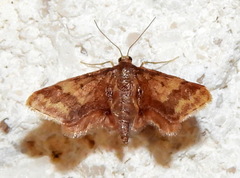 Idaea furciferata
