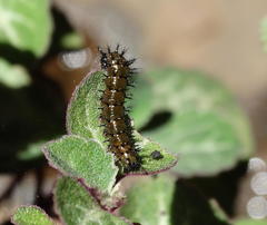 Precis archesia archesia