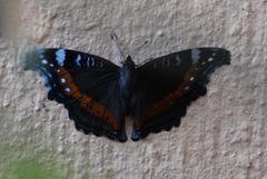 Precis archesia archesia