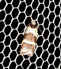 Eulechria triferella