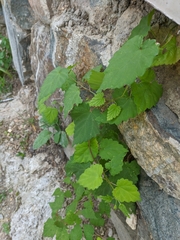 Humulus lupulus