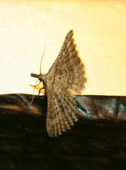 Alucitidae
