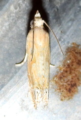 Eucosma mormonensis