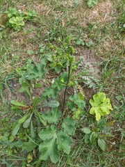 Heracleum sphondylium sibiricum