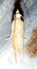 Eucosma mormonensis