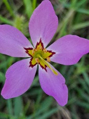 Sabatia grandiflora