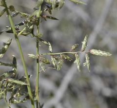 Eragrostis nindensis
