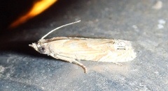 Eucosma mormonensis