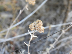 Teucrium algarbiense