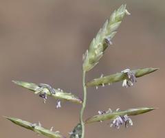 Eragrostis nindensis