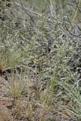 Eragrostis nindensis