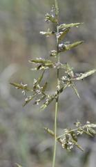 Eragrostis nindensis