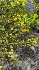 Acacia brachybotrya