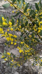 Acacia brachybotrya