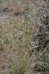 Eragrostis nindensis