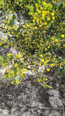 Acacia brachybotrya